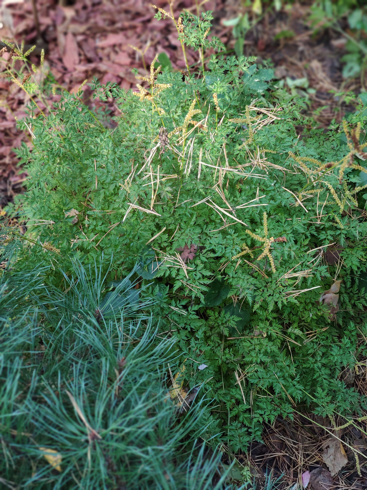 "Дача в Кратово"