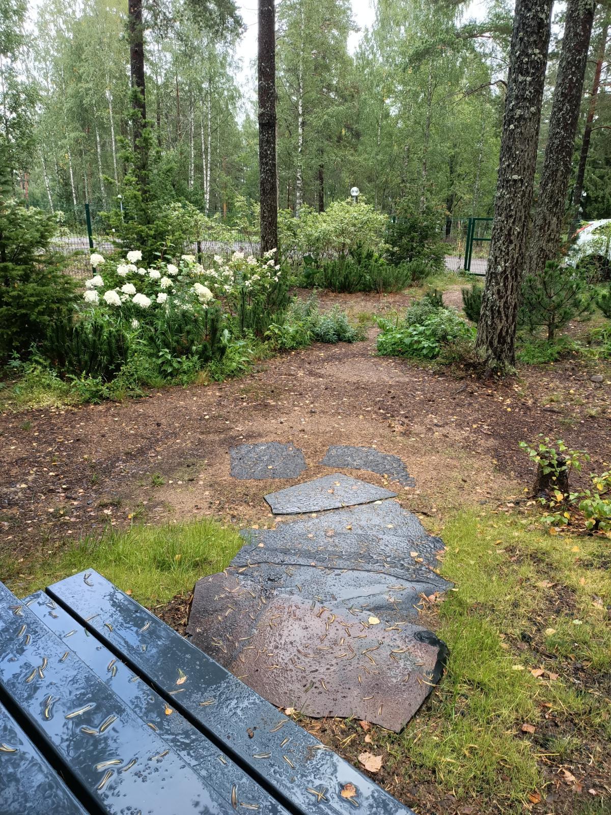 Участок в сосновом лесу, 2020