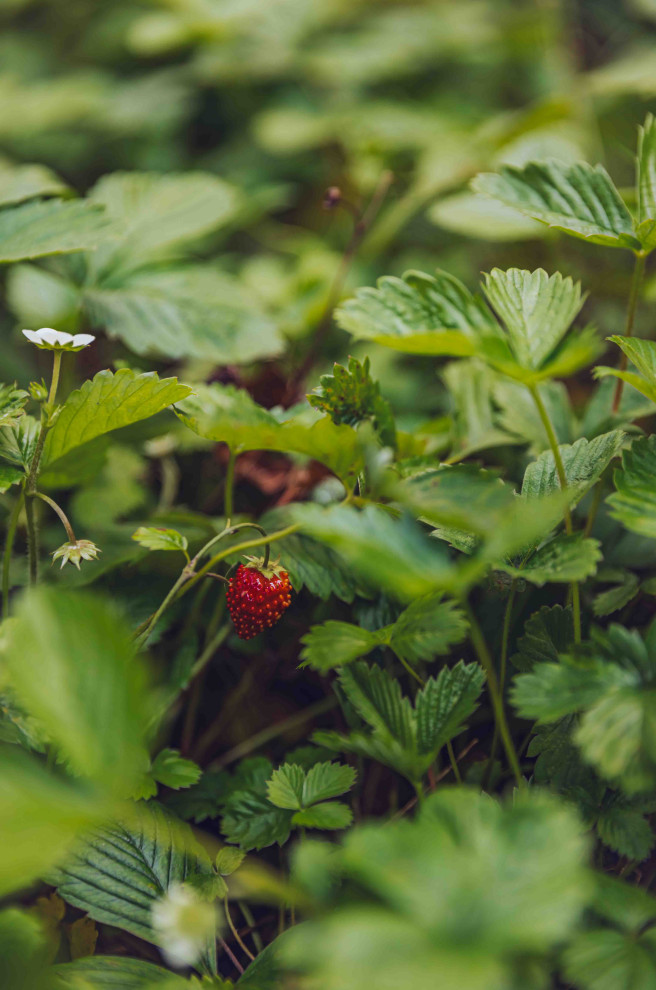 Архитектурное Решение в Пейзажном Стиле