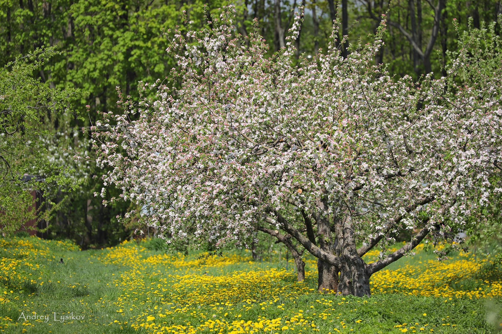 Плодовый сад МГУ