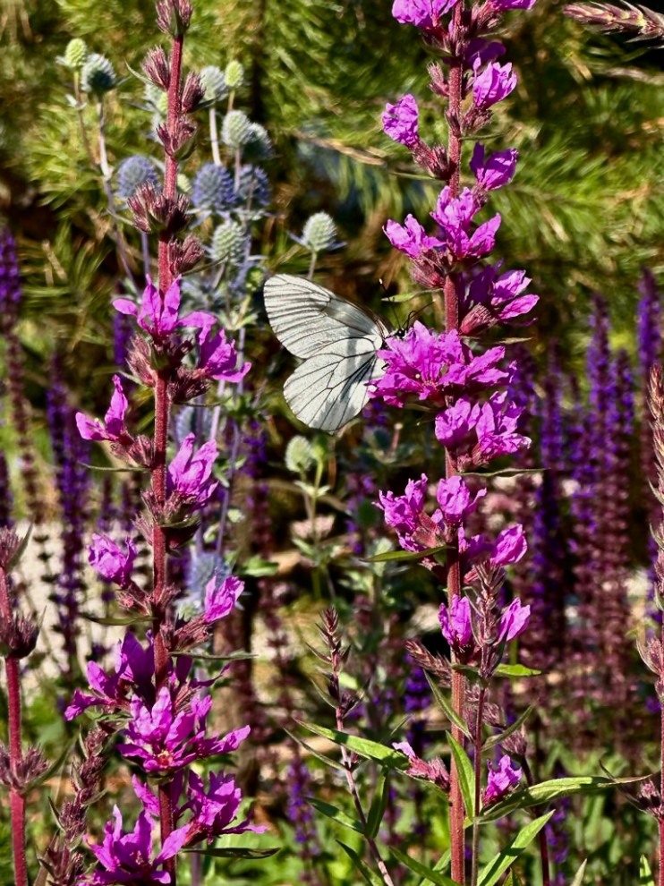 Сад у Озернинского водохранилища 12 сот.
