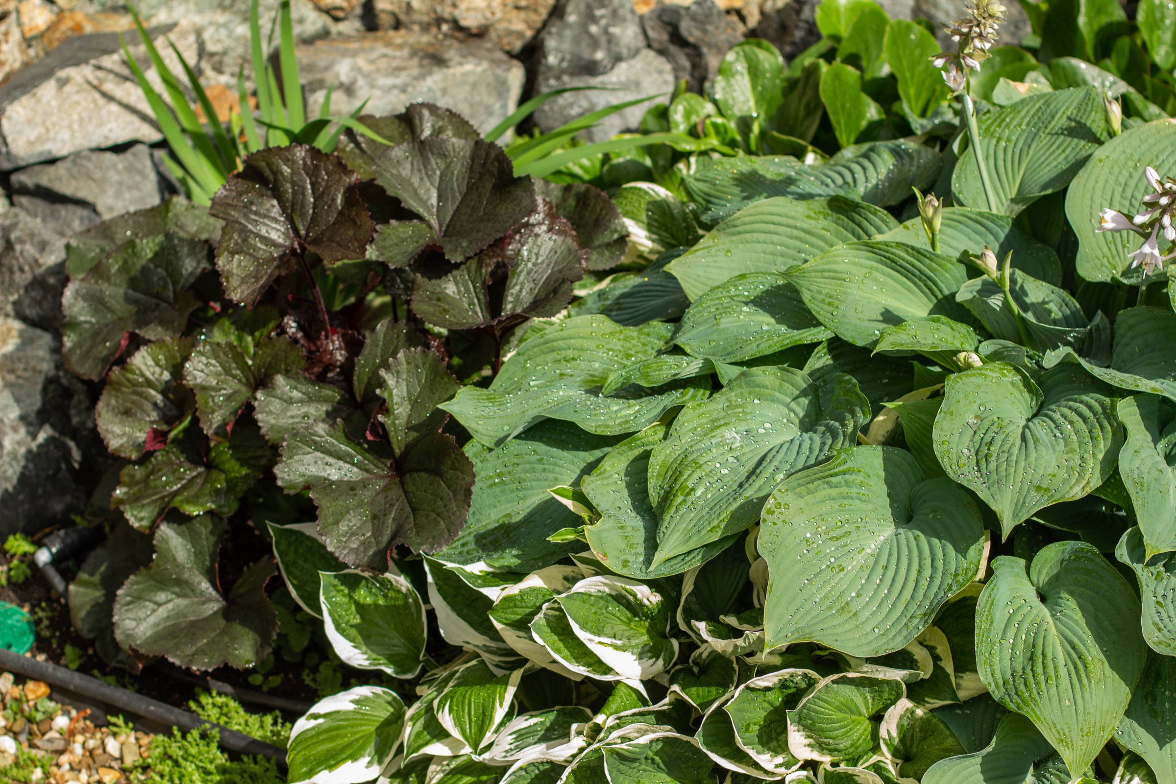 Сад с зеленой крышей