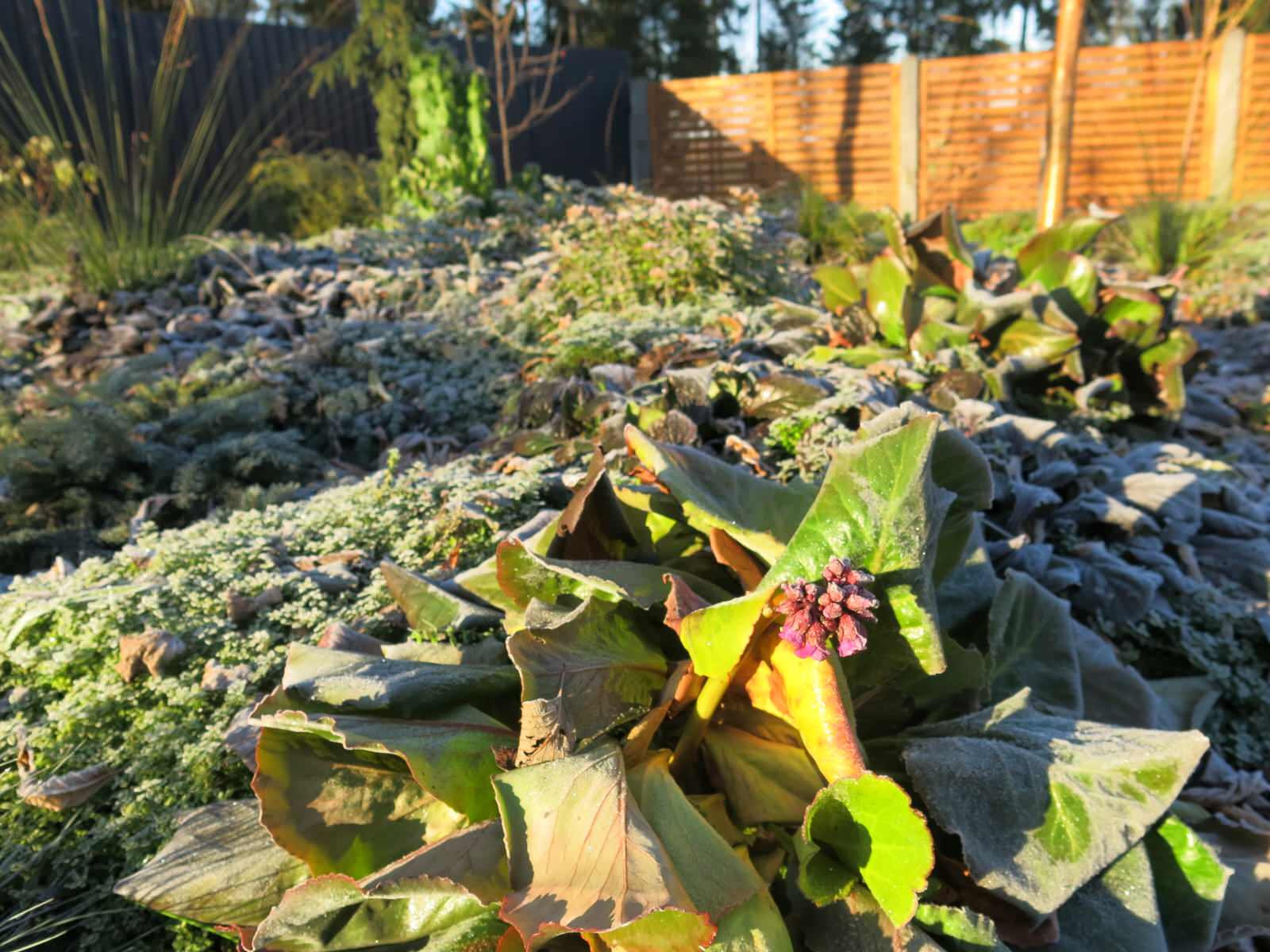 ЯГОДНОЕ ЛУКОШКО. СЕЗОН 2016. ПРЕДЗИМЬЕ. ПЕРВЫЕ ЗАМОРОЗКИ.