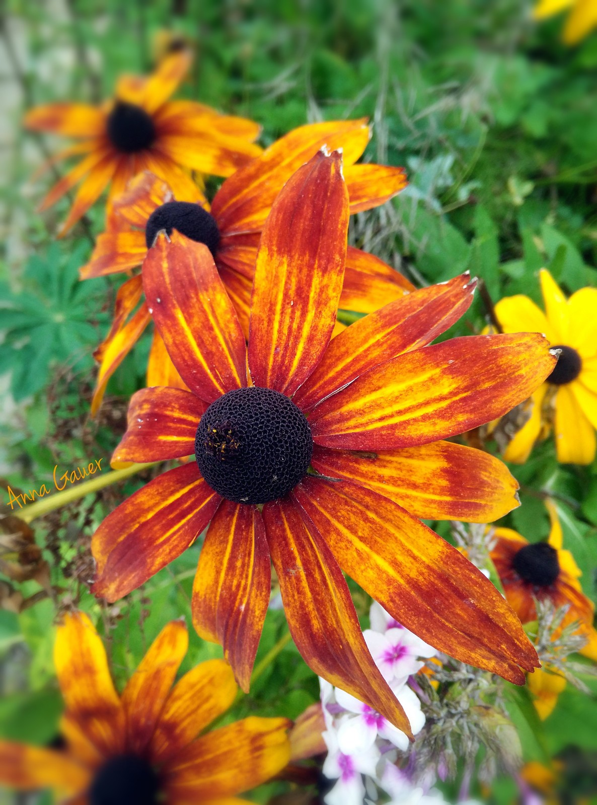 Обложка проекта: Живой сад