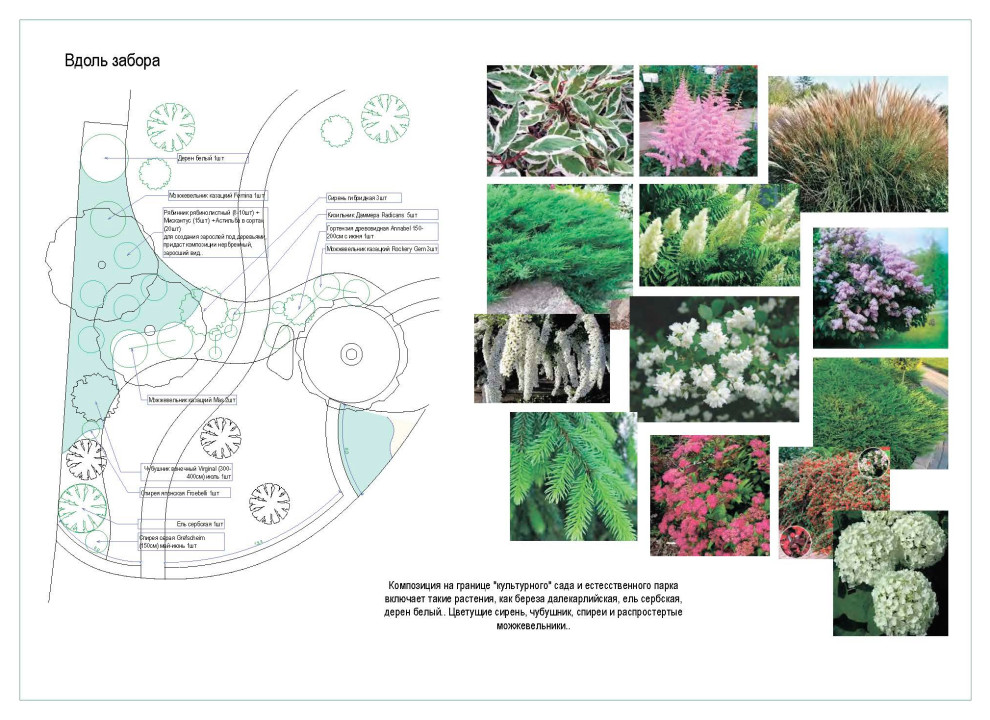 Дендрологический план. Фрагмент.