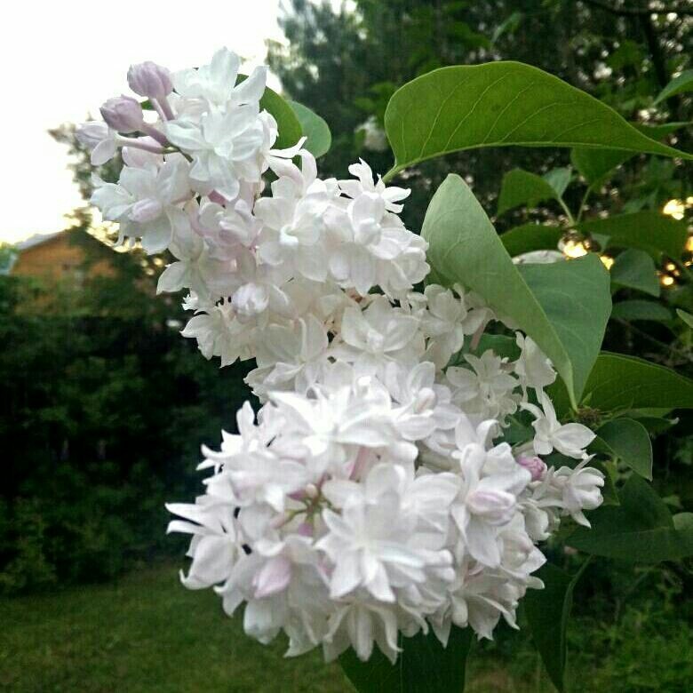 Как правильно: Выбрать и посадить сирень в своем саду