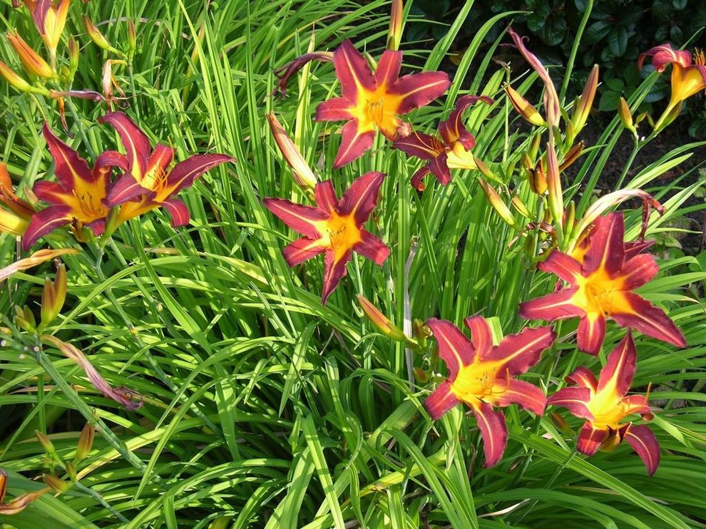 Обложка проекта: Хапо-Ое