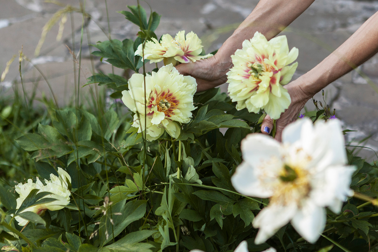 Съёмка Дома и сада на Новорижском шоссе