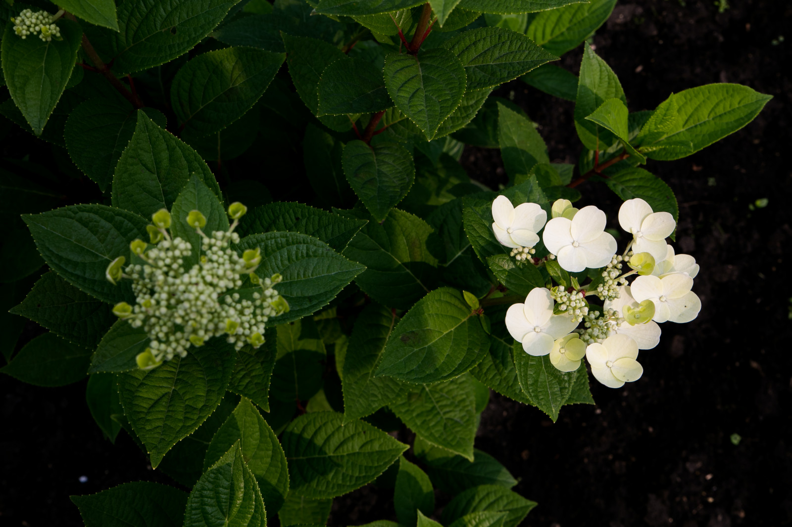 Портреты растений