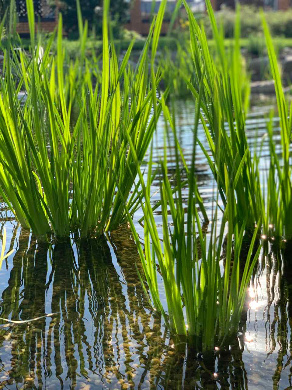 Плавательный водоём в Челябинске