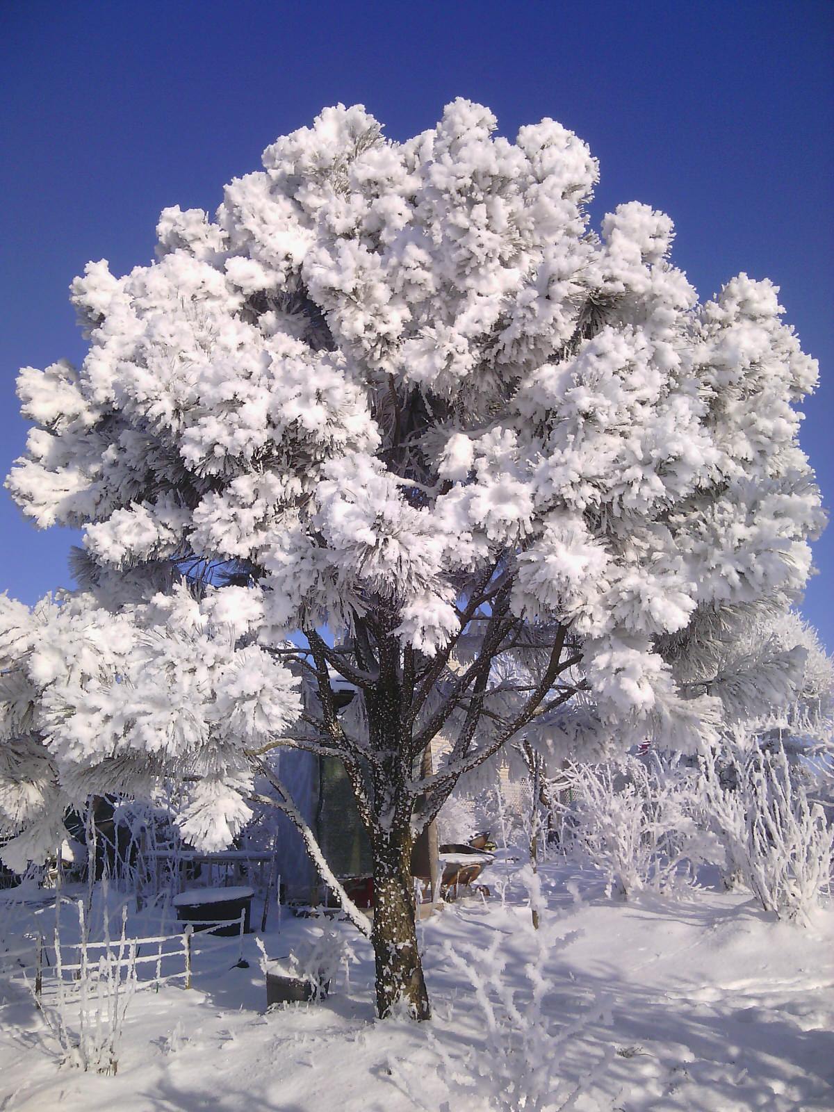Наш собственный сад