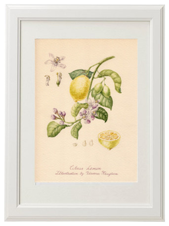 Ботаническая иллюстрация: Лимон.