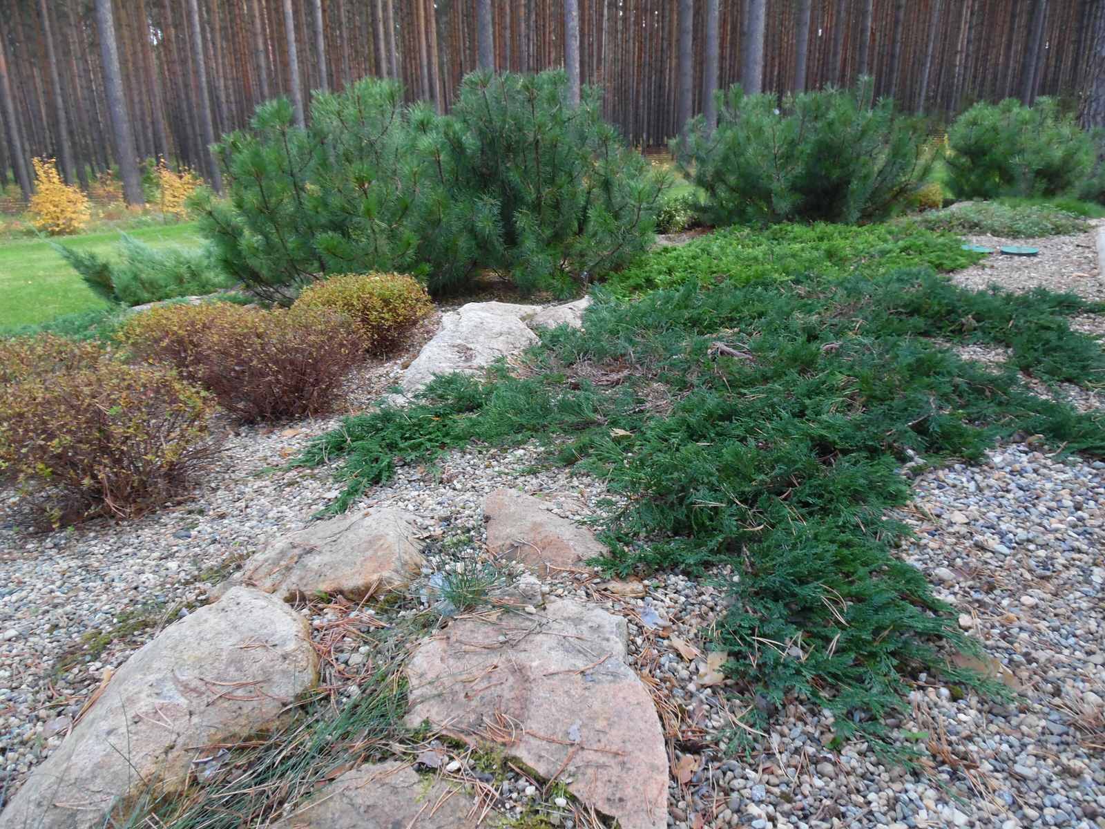 Лесной участок в сосновом бору.