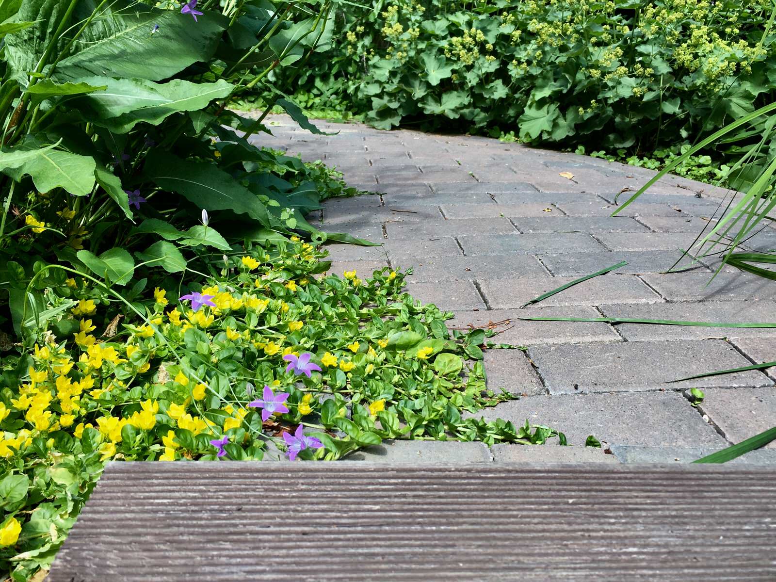 Белкин сад. Лето 2019