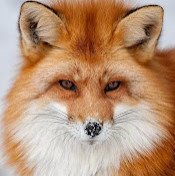 Анна Дёмина