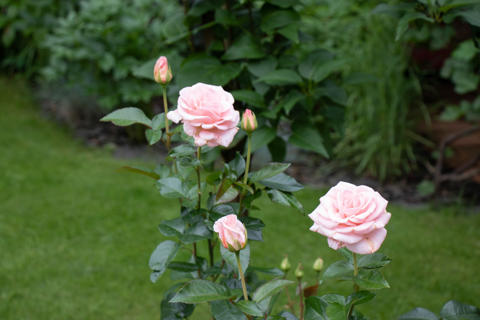 Французский садик в поселке Рыбаки Дмитровское шоссе