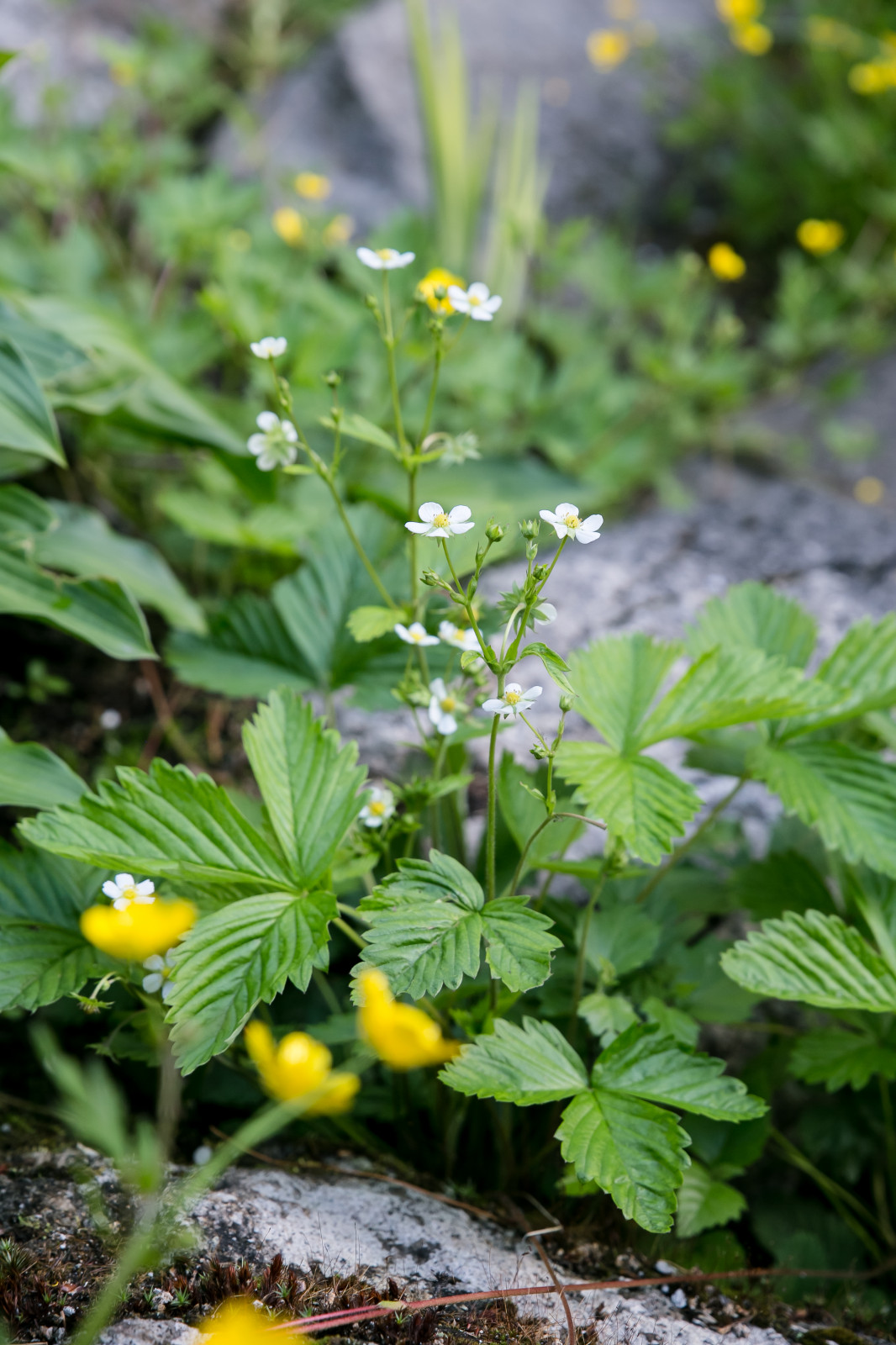 Портреты растений