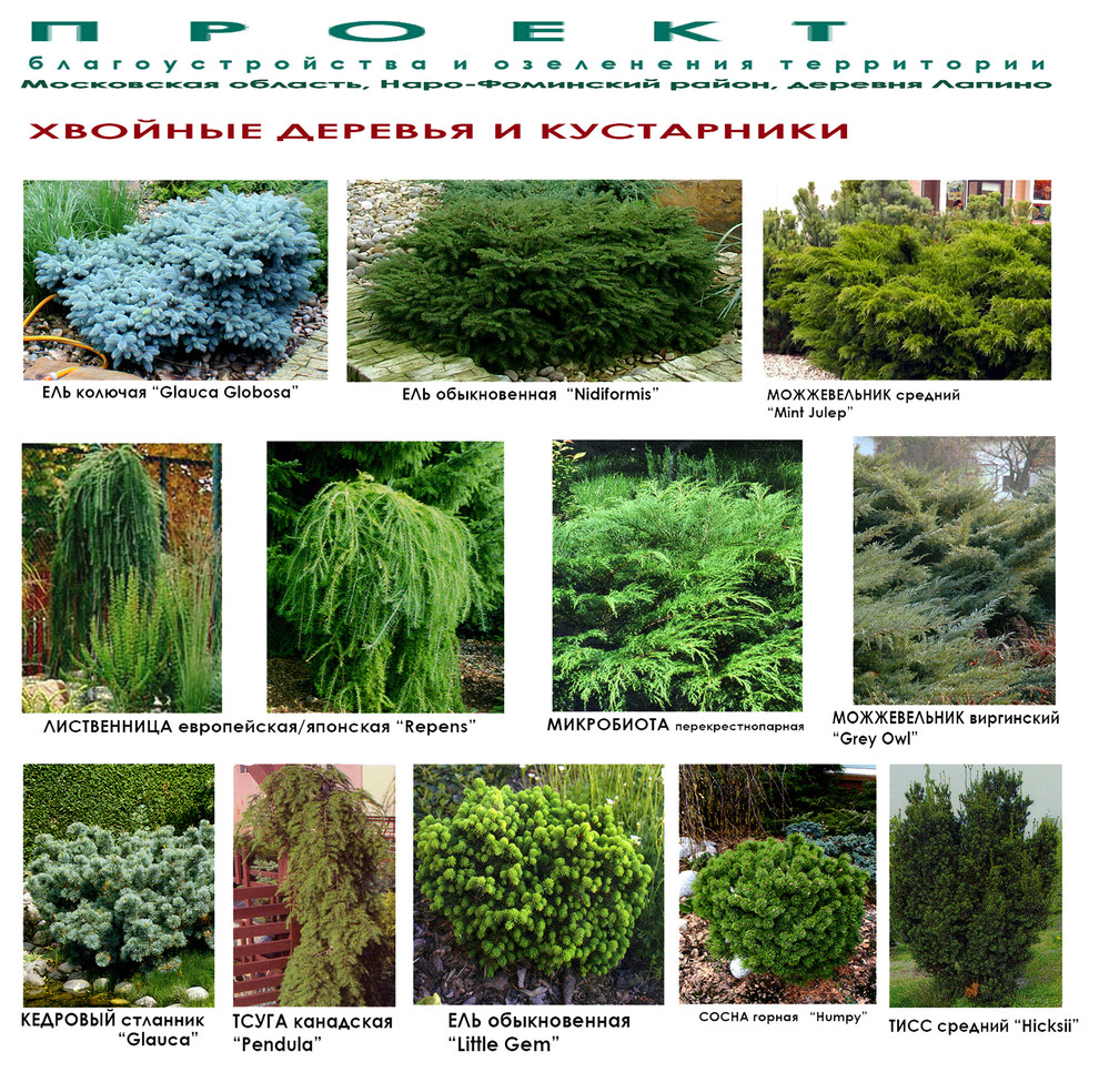 Проект дизайна дачного участка - декоративные хвойные кустарники - видеоряд.