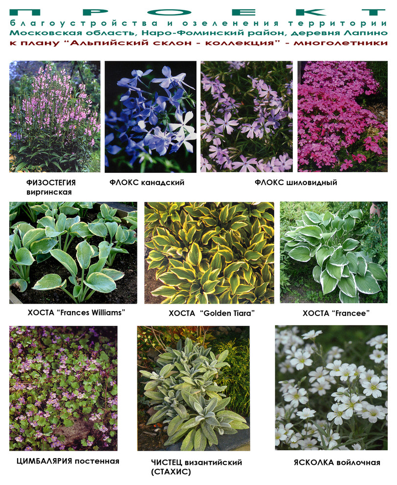 Проект участка участка - альпийская горка - видеоряд - многолетники.