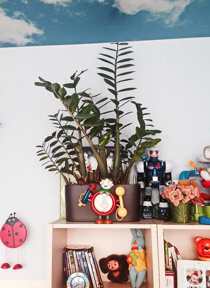 Озеленение частных квартир