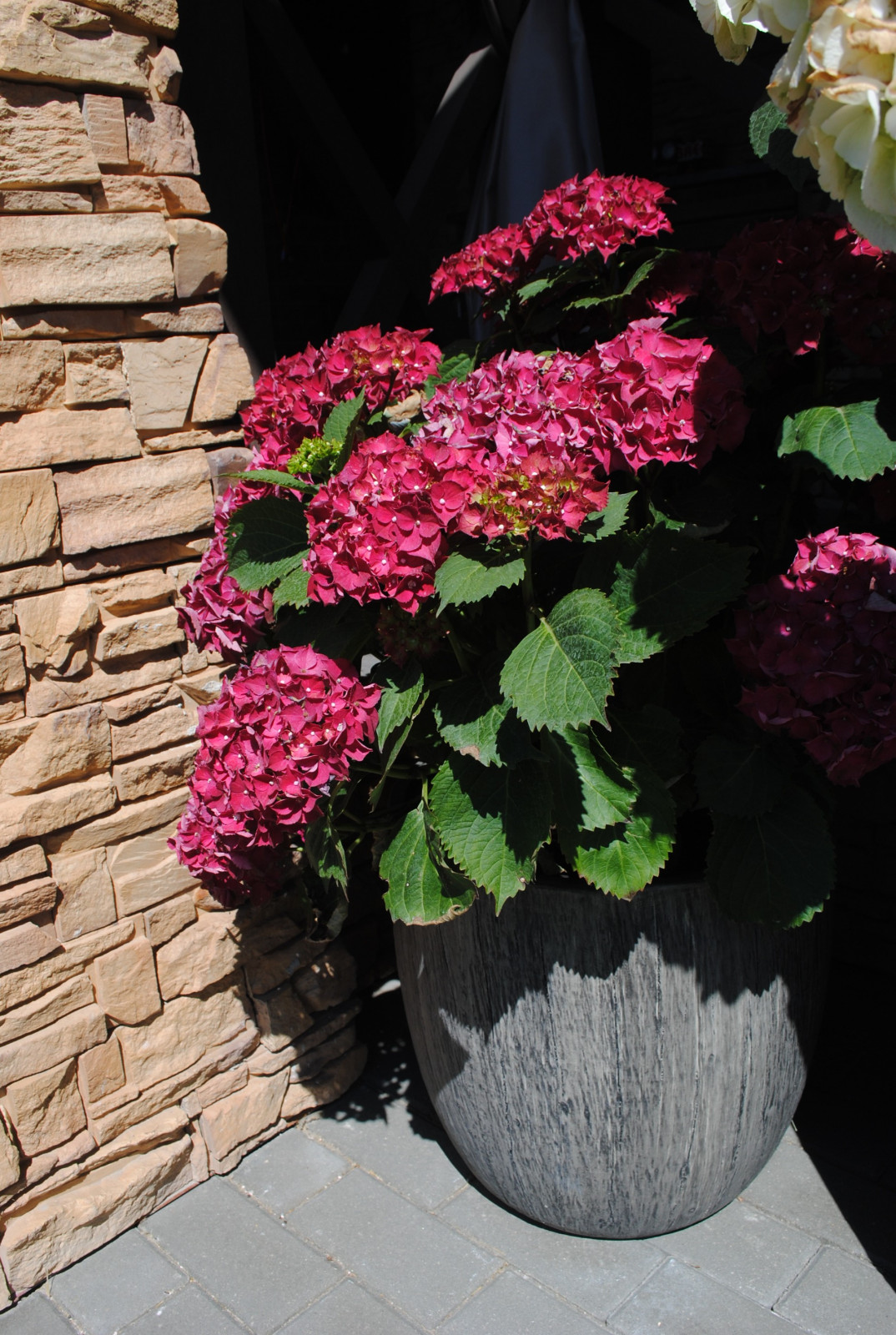 Сад с хвойными растениями