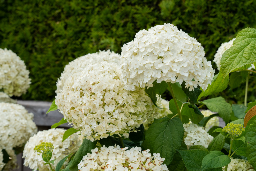 Гортензии для сада премиум-класса