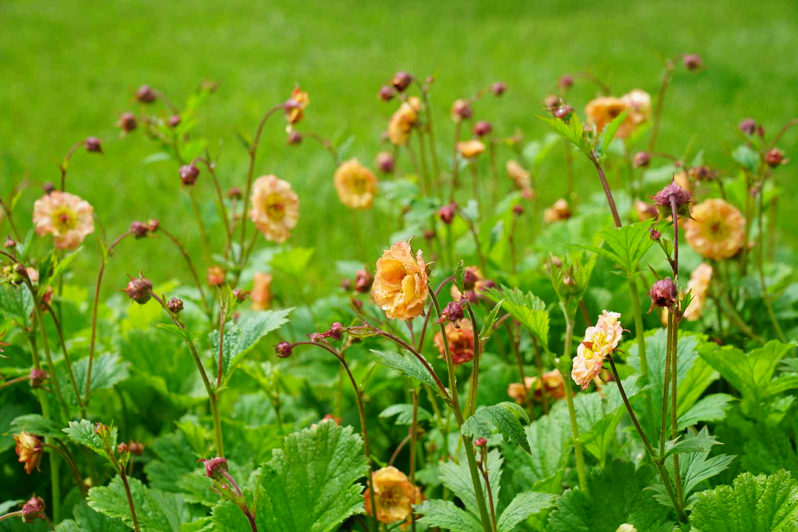 Игра контрастов. Миллениум Парк 2018 г.