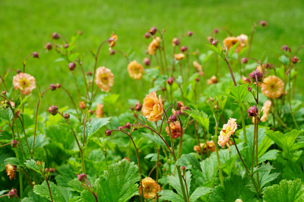 Игра контрастов. Миллениум Парк 2018 г.