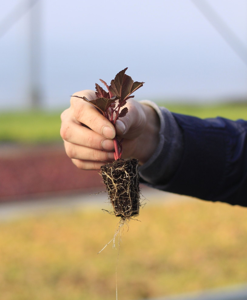 Кушать подано: Гид по питанию садовых и овощных культур