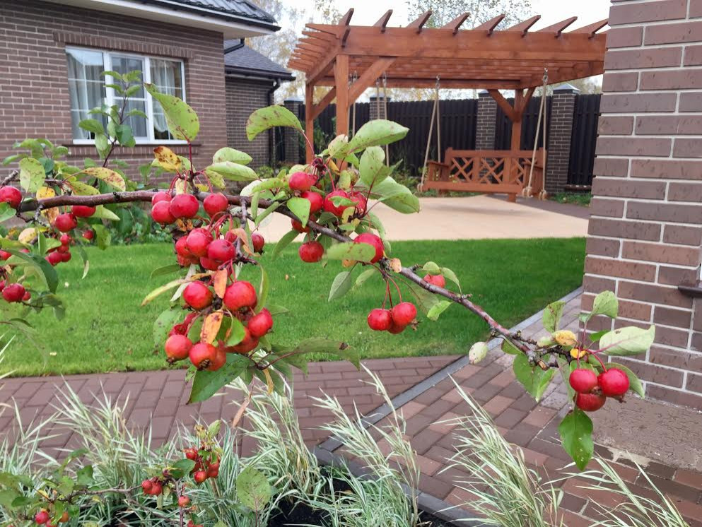 Зрелый сад: Как организовать уход за деревьями