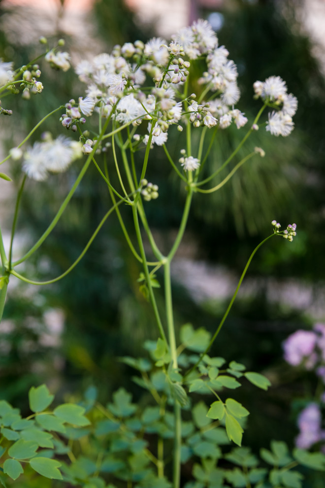 Портреты растений