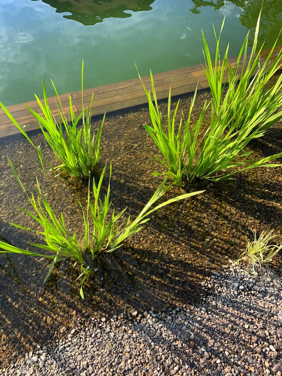 Плавательный водоём в Челябинске