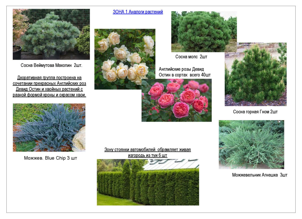 Ассортимент растений