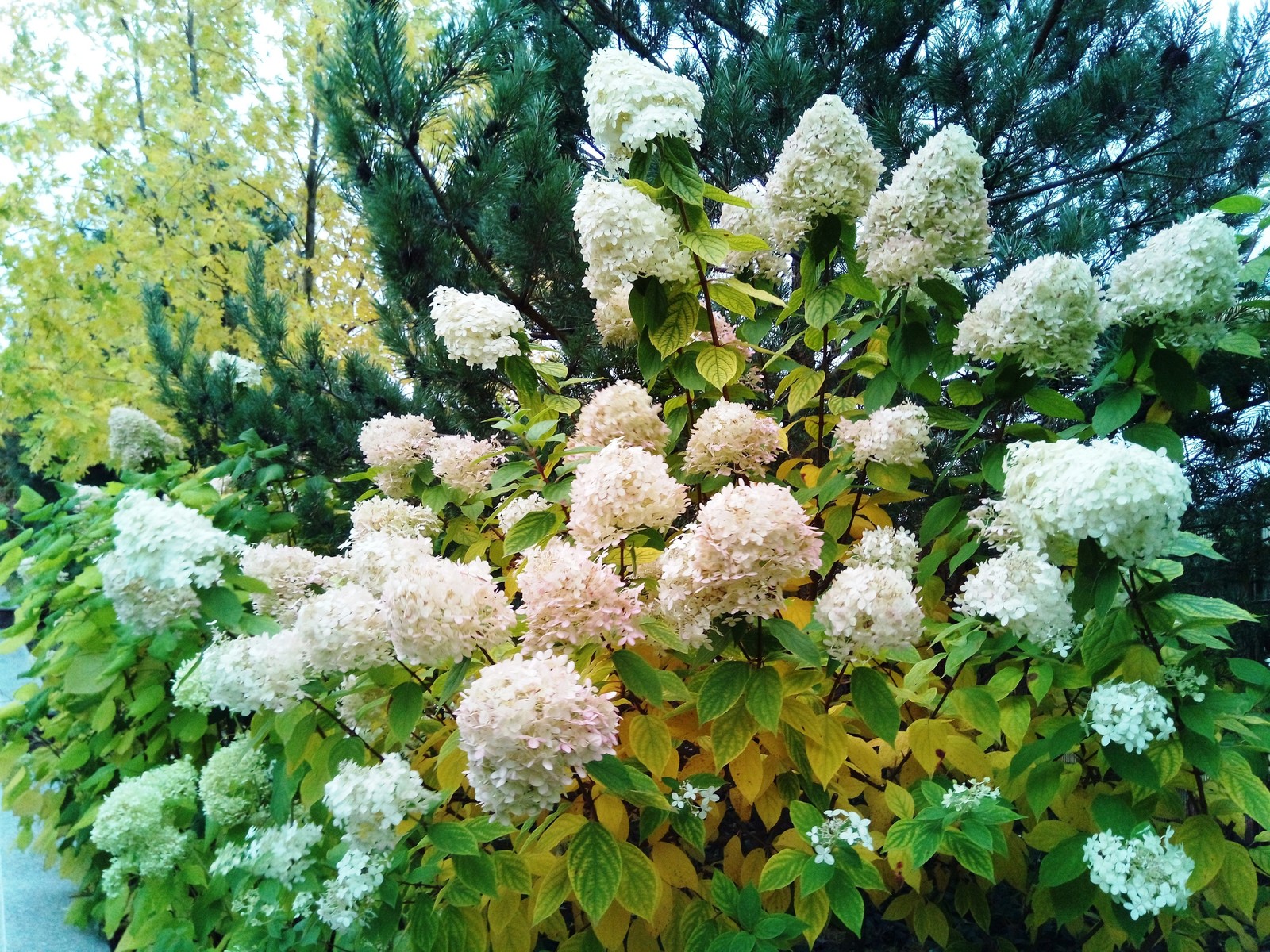 кп "Милениум" - Профессиональный уход за садом - 100% качество!