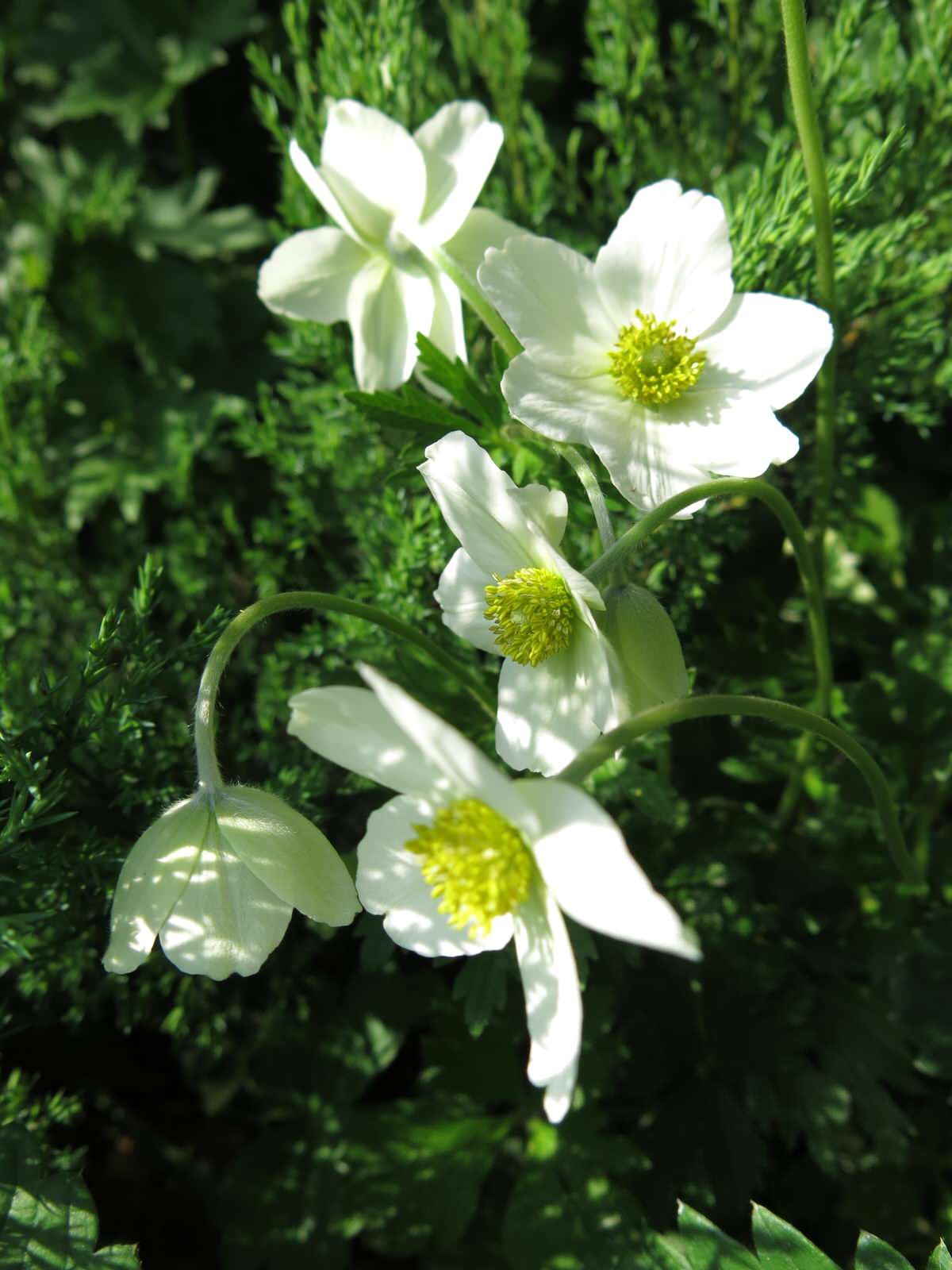 ТЕПЛЫШКО МОЕ. ВЕСНА.