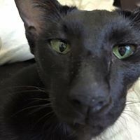 Елена Красильникова