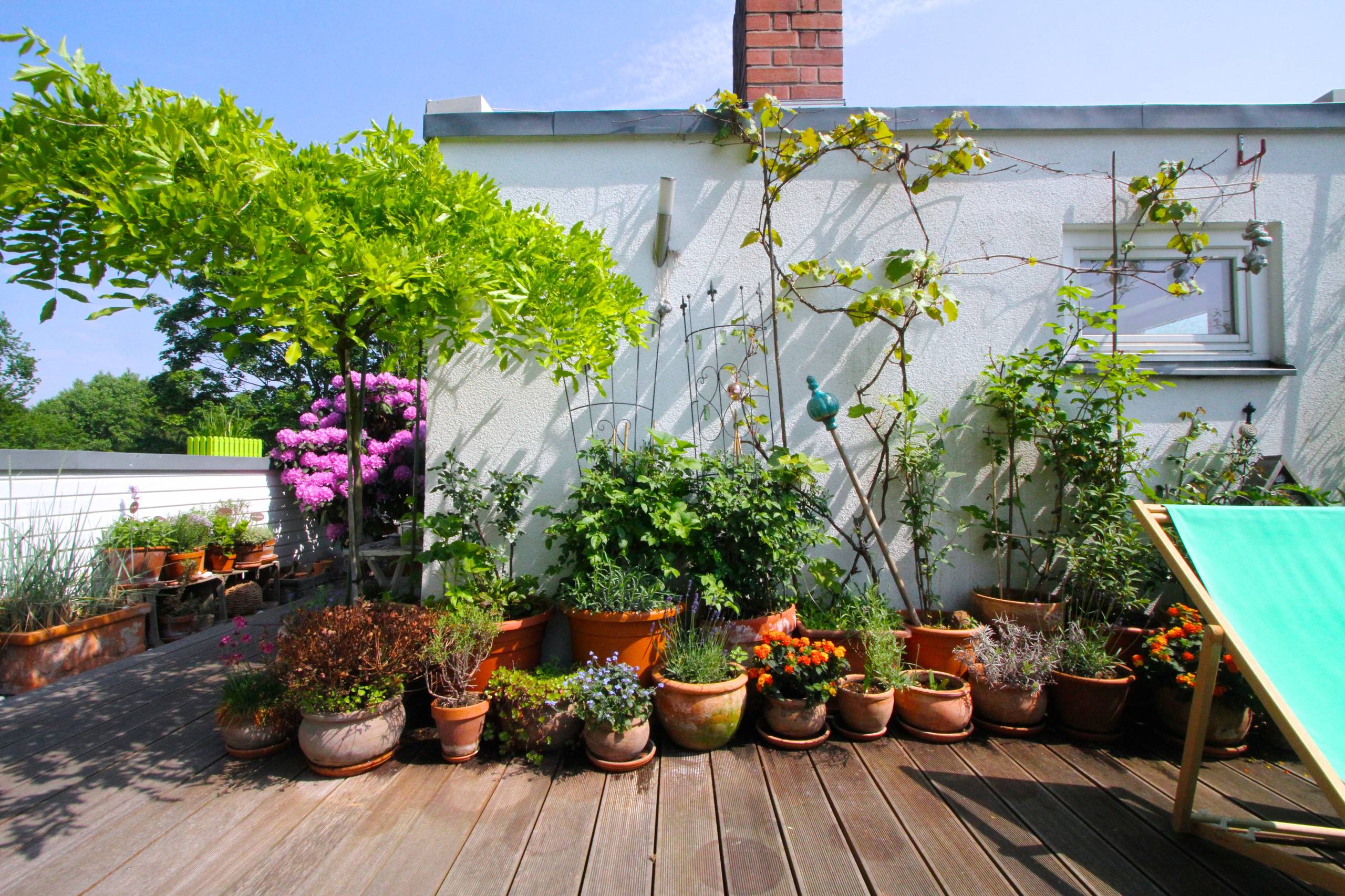 Houzz Германия: Цветущий сад на крыше в Берлине