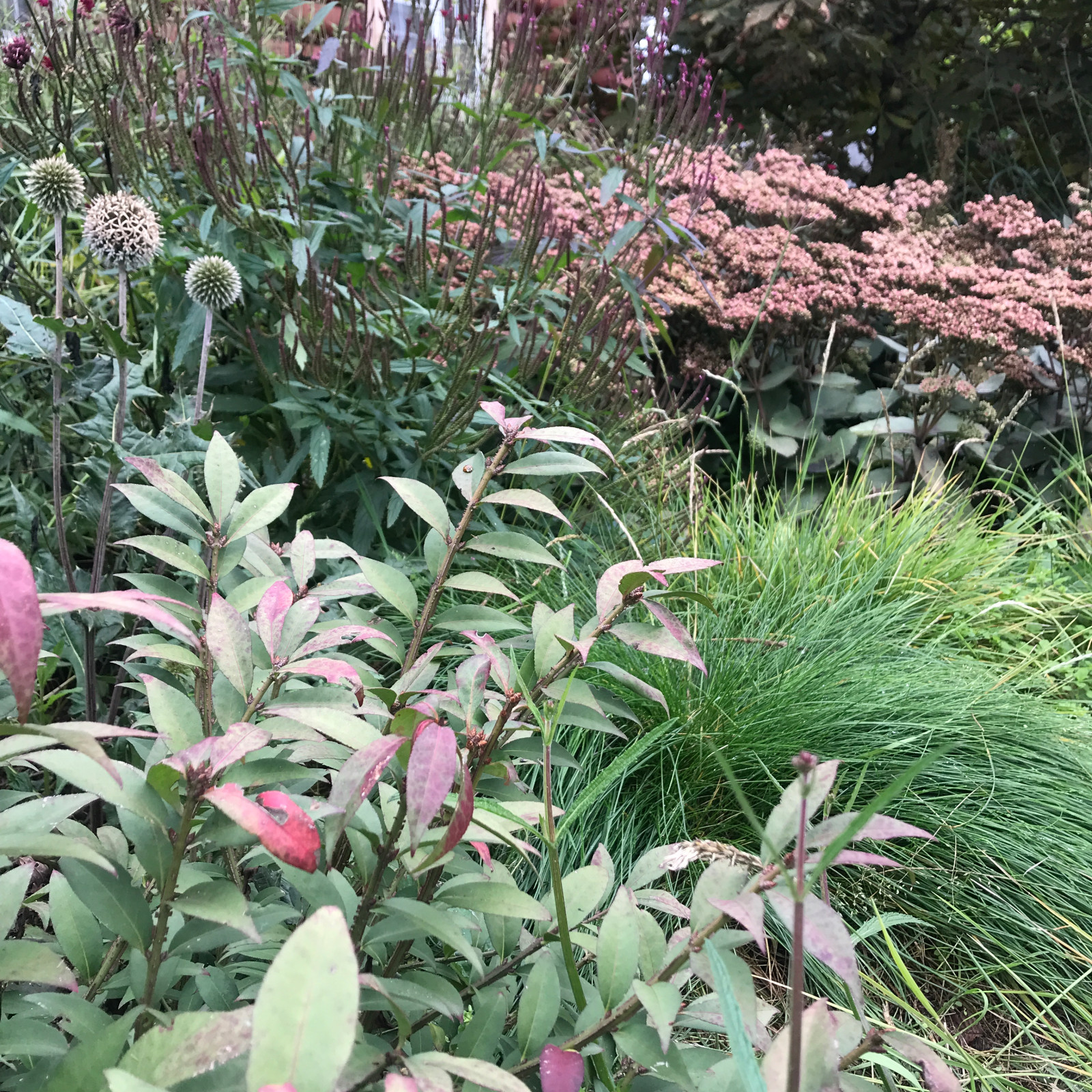 Сад на песках