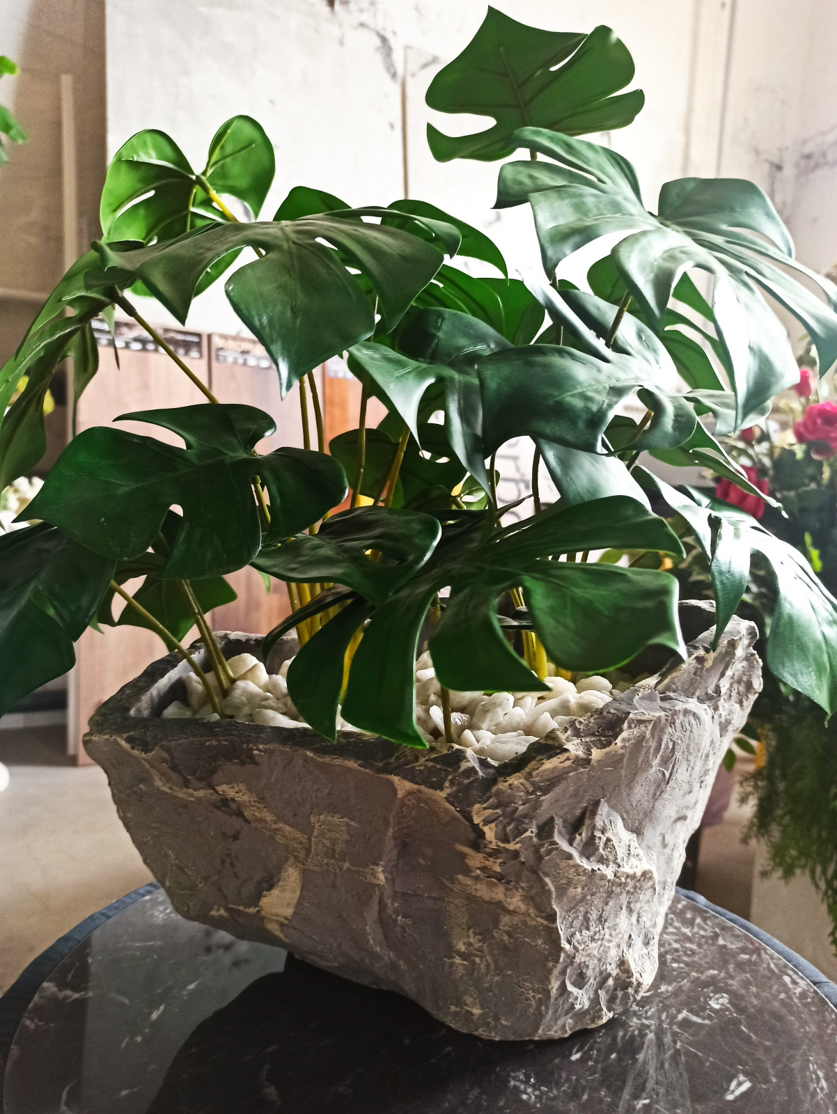 Монстера для частного интерьера