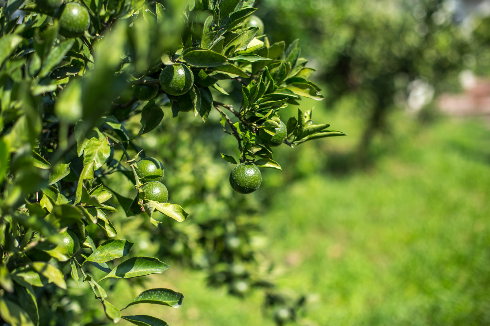 Сириус Сочи