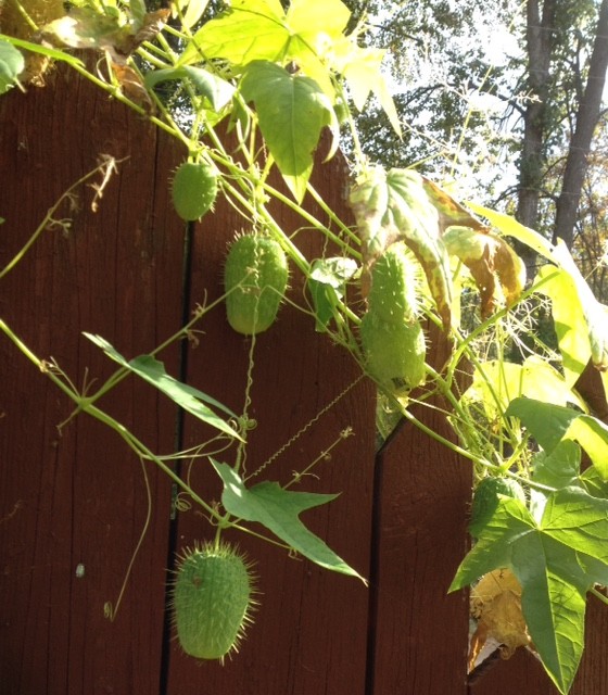 Увей меня нежно: Сажаем вьющиеся растения у забора, беседки и перголы