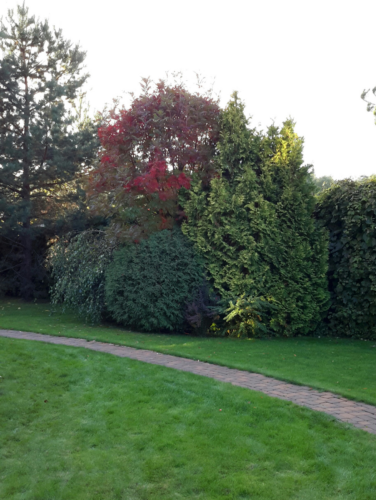 Древесная группа, в которой солирует рябина сорта Додонг.