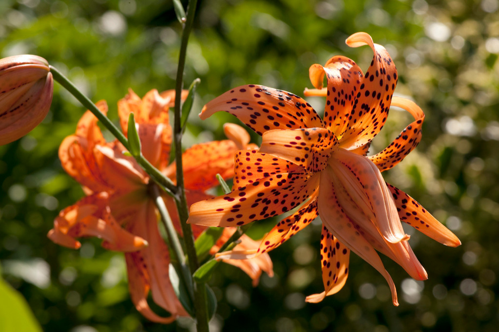 Кошкин сад: Как превратить свой участок в любимое место питомца