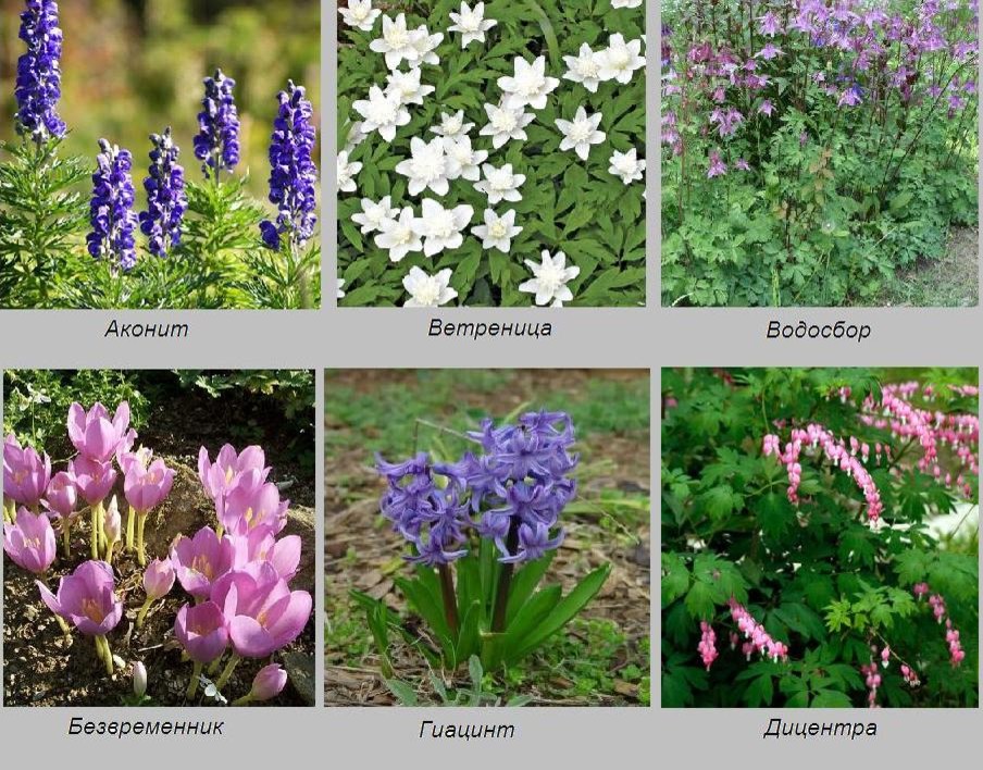 Хороший вопрос: Какие ядовитые растения (возможно) растут в вашем саду