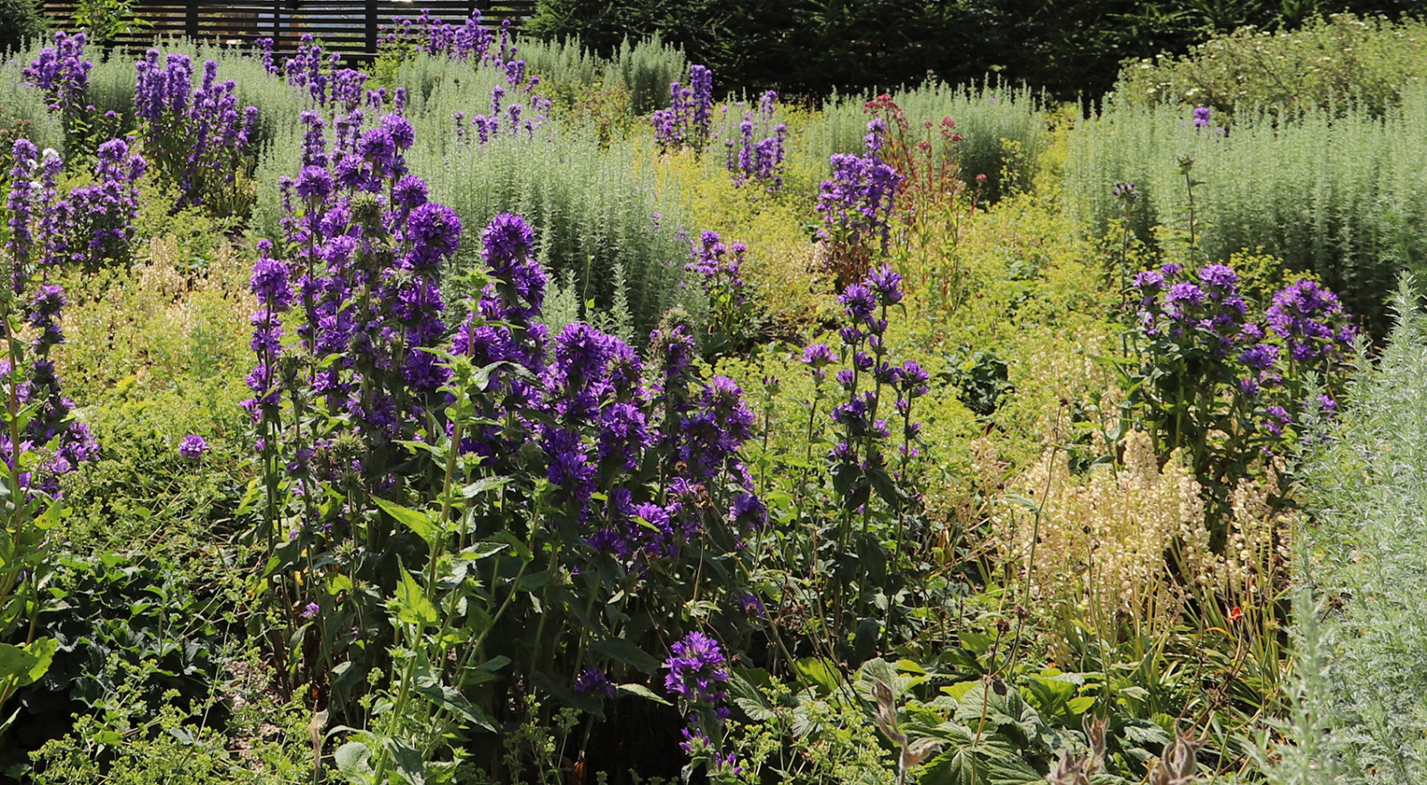 сад у стен цвета кладонии