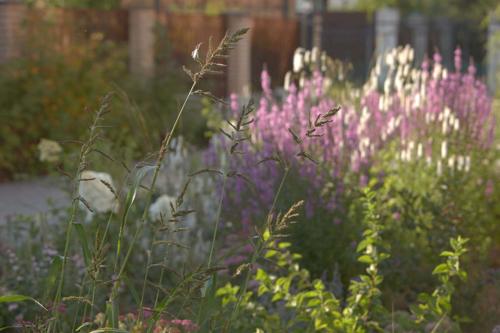 Отражение в каплях росы