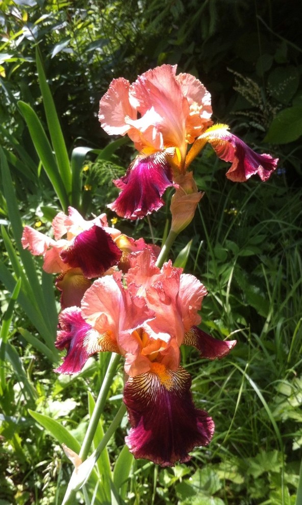 Цветок месяца: Ирис бородатый