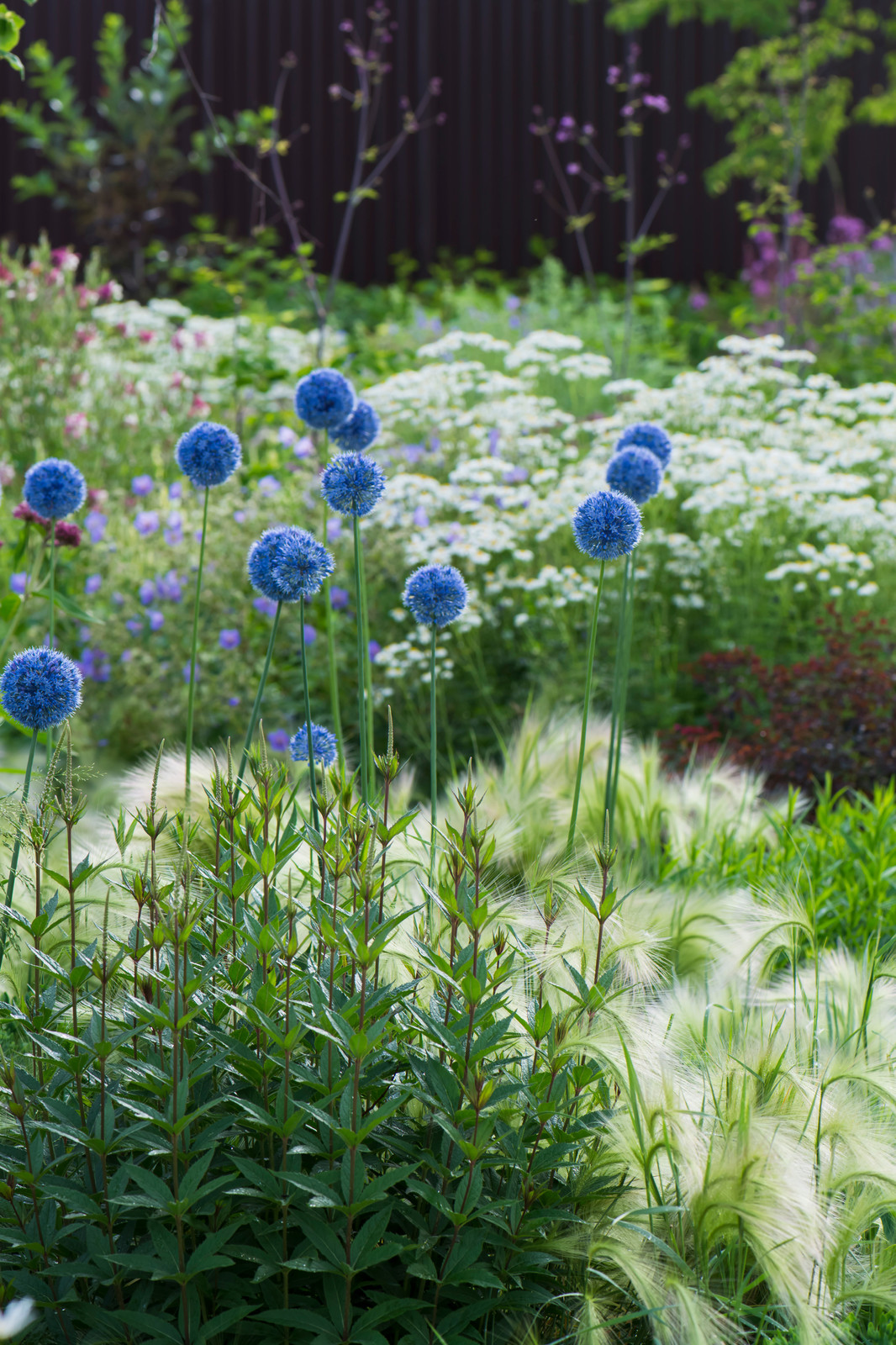 Цветник в  природном стиле  (" New Perennials"  или "Новая волна")