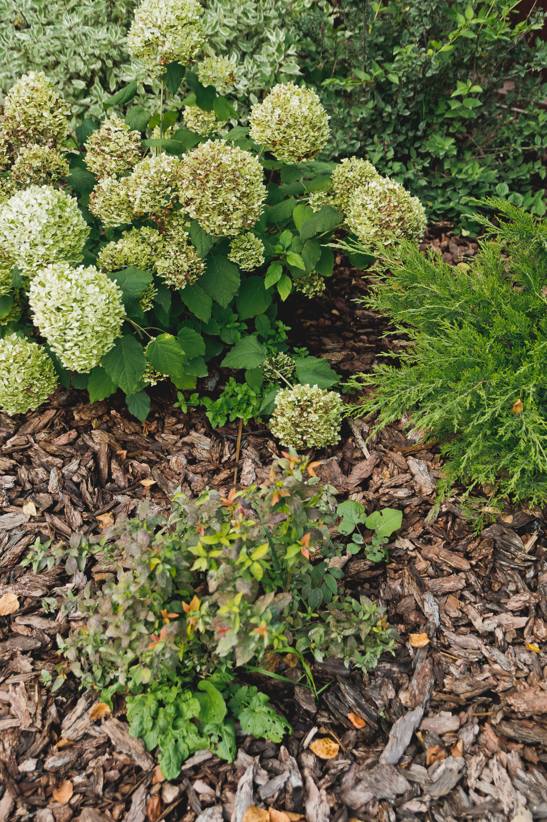 Сад на краю леса