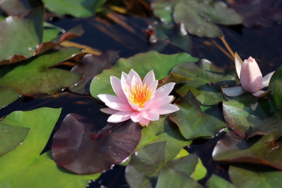 Ландшафт. Цветник в ГБС Москвы (по заказу ландшафтной компании «Формула Сада»)